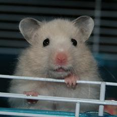 Hamster Prenet's Fnuller tøzen † DØD 19.08.2013 †