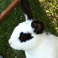 Kanin Stald trekløvers Plet 