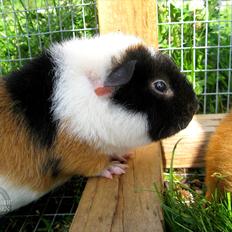 Marsvin Rodbedes Bijou