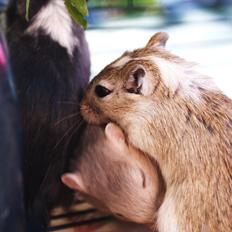 Ørkenrotte Spotligt * Broget Agouti * SOLGT TIL CHERI J