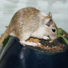 Ørkenrotte Spotligt * Broget Agouti * SOLGT TIL CHERI J