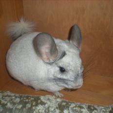Chinchilla Jack