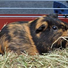 Marsvin Møffe the Guinea Pig