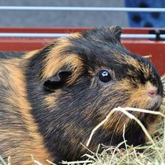 Marsvin Møffe the Guinea Pig