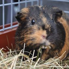 Marsvin Møffe the Guinea Pig
