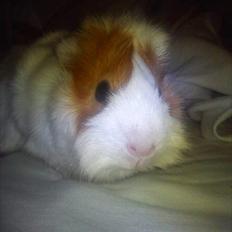 Marsvin Mulle :-* <3