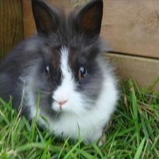 Kanin bell <3 min søsters. Solgt :,(