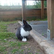 Kanin bell <3 min søsters. Solgt :,(