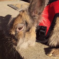 Kanin Bruno. GIVES VÆK