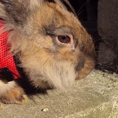 Kanin Bruno. GIVES VÆK