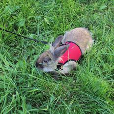 Kanin Bruno. GIVES VÆK