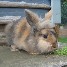 Kanin brownie Solgt :,(