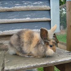 Kanin brownie Solgt :,(