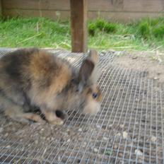 Kanin brownie Solgt :,(