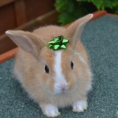 Kanin Uniks' Vanilla