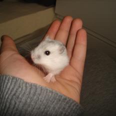 Dværghamster sneboldt