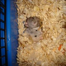 Dværghamster sneboldt