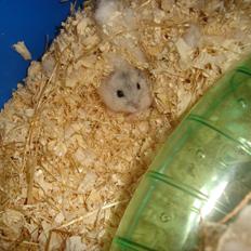 Dværghamster sneboldt