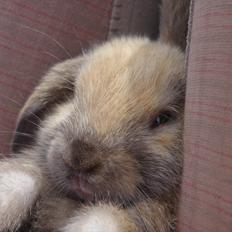 Kanin Fluffy l Bebse ~ Passede