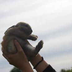 Kanin Fluffy l Bebse ~ Passede