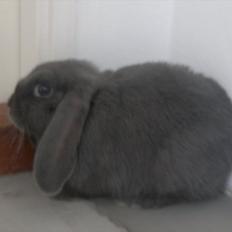 Kanin Engbo´s Simba