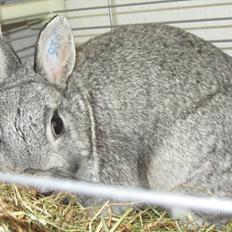 Kanin Snefnug - Givet væk <3