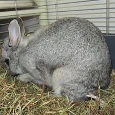 Kanin Snefnug - Givet væk <3