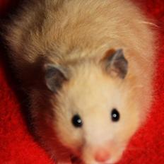 Hamster Dumle *Delle*