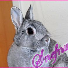 Kanin Snefnug - Givet væk <3