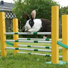 Kanin | Django R.I.P.