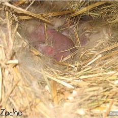 Kanin Zachos Blue Al Jane