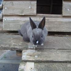 Kanin Filur <3 min kanin død :`(