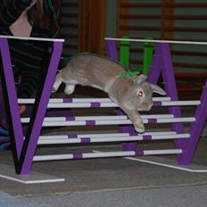 Kanin Pralinens Little Cheaky