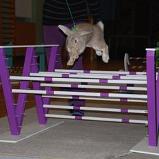 Kanin Pralinens Little Cheaky