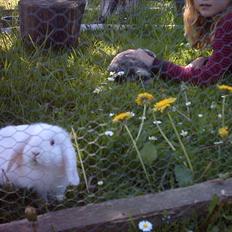 Kanin Snefnug RIP † :'( 