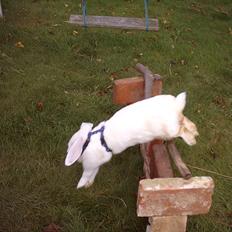 Kanin Snefnug RIP † :'( 