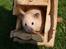 Hamster "ARNE" - Skub til huset!!(-: