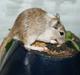 Ørkenrotte Spotligt * Broget Agouti * SOLGT TIL CHERI J