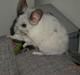Chinchilla Jack