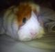 Marsvin Mulle :-* <3