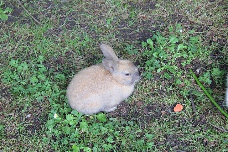 Kanin Tøsen - velkommen til tøsens profil håber at i vil lægge en kommentar og bedømmelse billede 1
