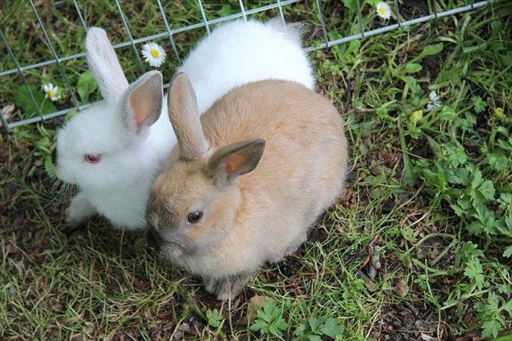 Kanin Tøsen - perle og tøsen billede 2