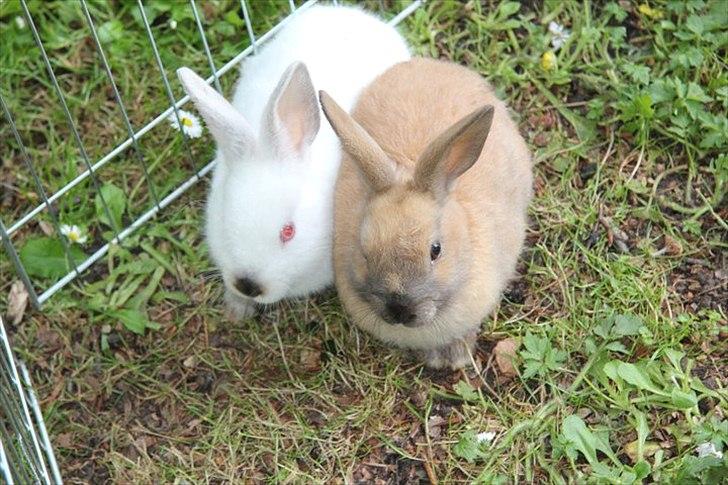 Kanin Tøsen - perle og tøsen billede 3