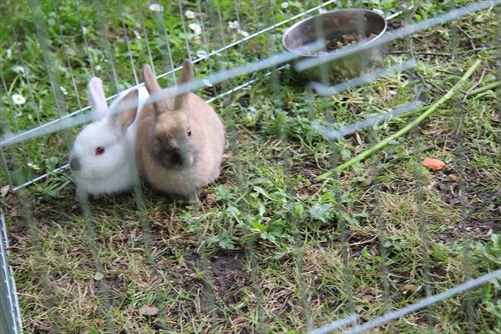 Kanin Tøsen - perle og tøsen billede 4