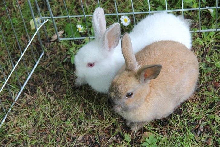 Kanin Tøsen - perle og tøsen billede 5