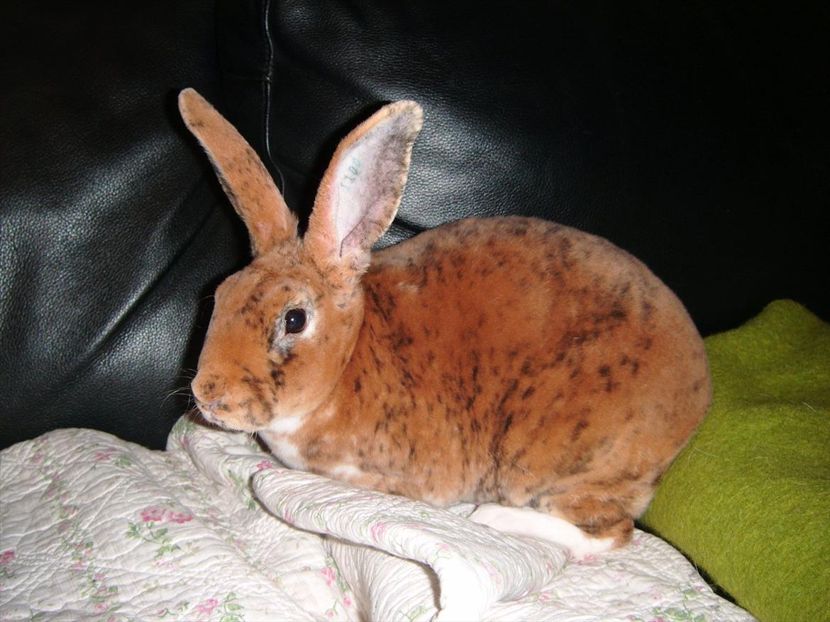 Kanin Jazz (rex) billede 12