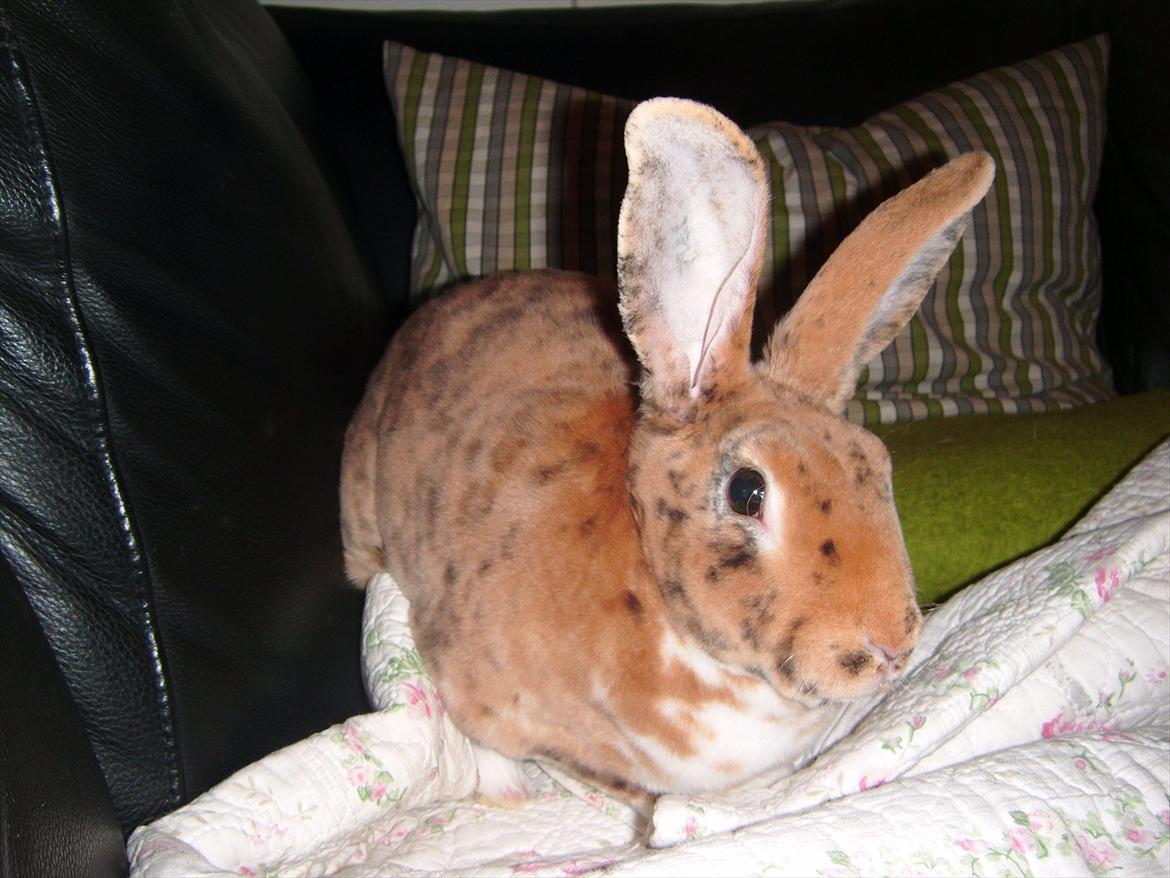 Kanin Jazz (rex) billede 13