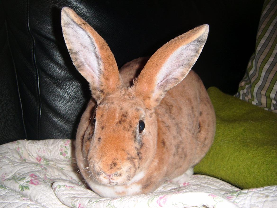 Kanin Jazz (rex) billede 8