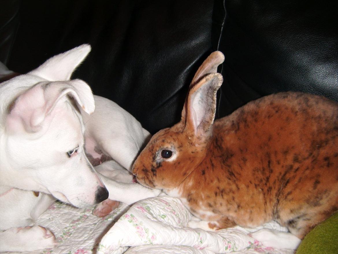 Kanin Jazz (rex) billede 14