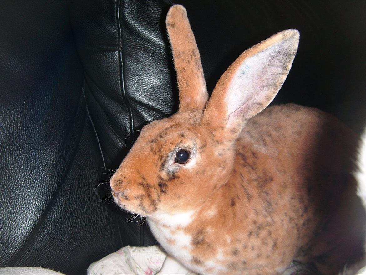 Kanin Jazz (rex) billede 16